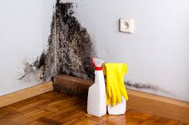 Trusted Baldwin, FL Mold Removal & Remediation Experts